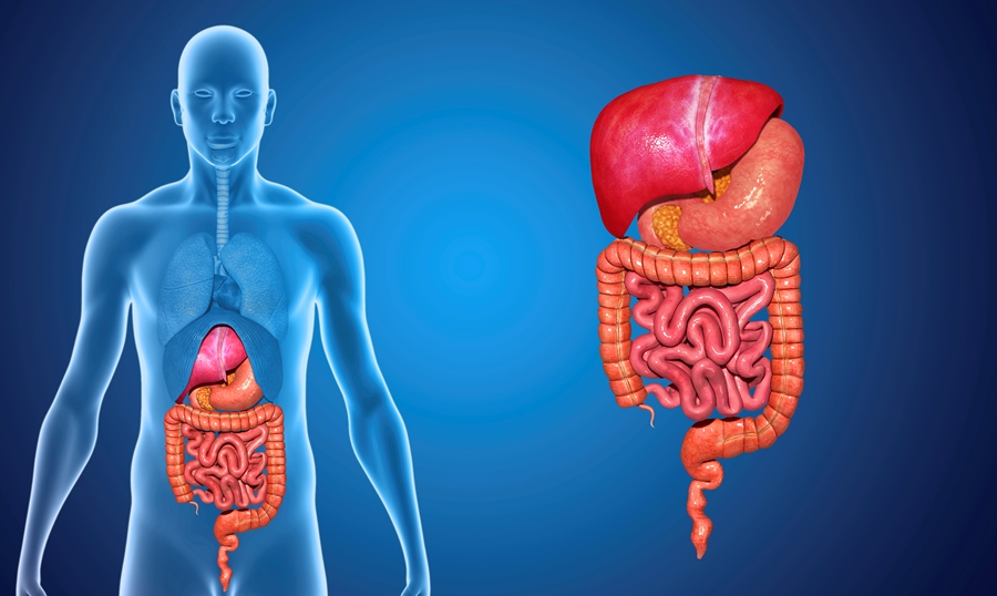Inicio | CLINICA MARIOLA / DR. VIDAL/ CONSULTA DE MEDICINA INTERNA – APARATO DIGESTIVO
